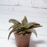 Aloe Dannyz (Алоэ)