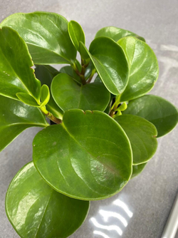 Пеперомия (Peperomia)