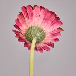 ЦВЕТОК ИСКУССТВЕННЫЙ "ГЕРБЕРА" ВЫСОТА=61СМ. (МАЛ=24 ШТ/КОР=96ШТ.)