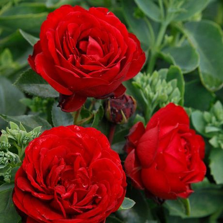 Тиль Уленшпигель (Till Eulenspiegel)