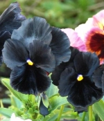 Виола Черный принц 0,1гр