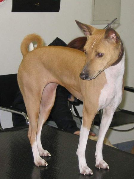 Басенджи Басенджи