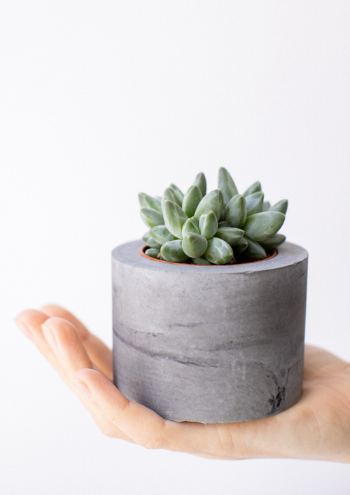 Пахифитум Компактный