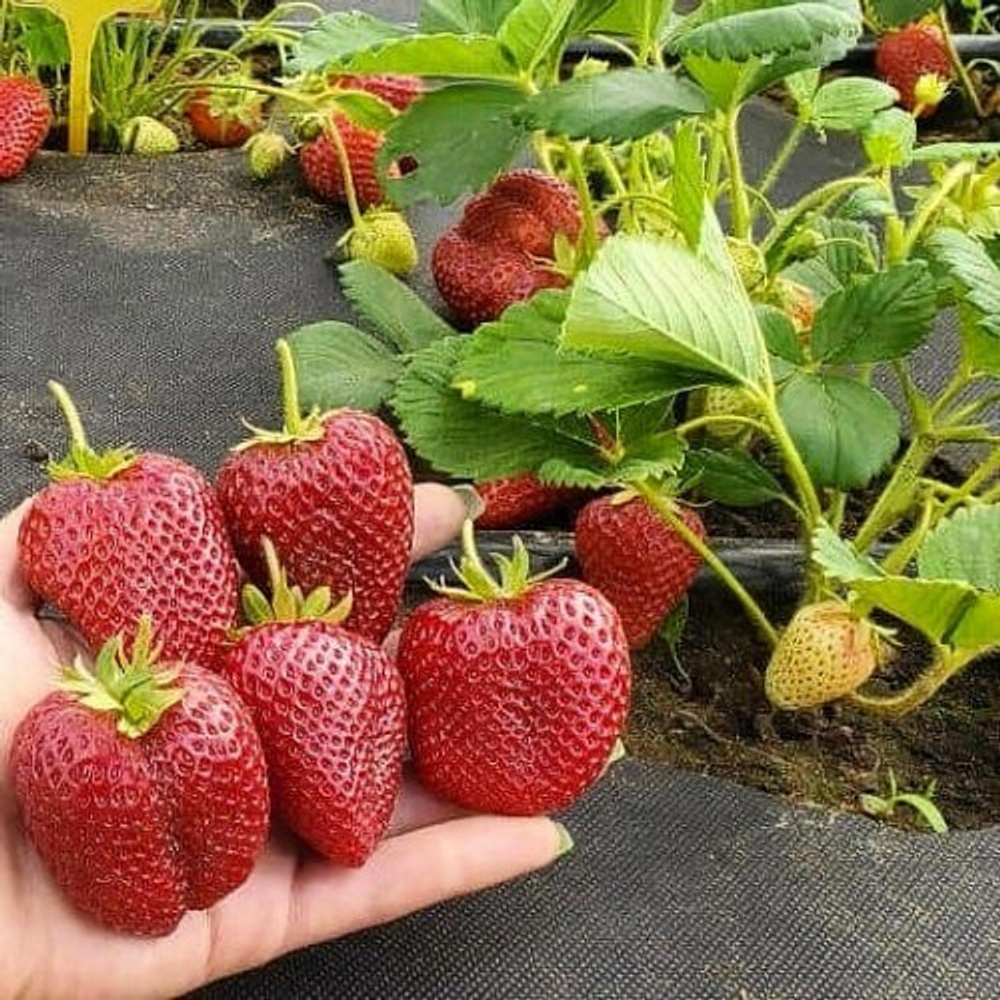 Клубника Надия (Nadja)