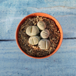 Lithops sp. (Литопсы)