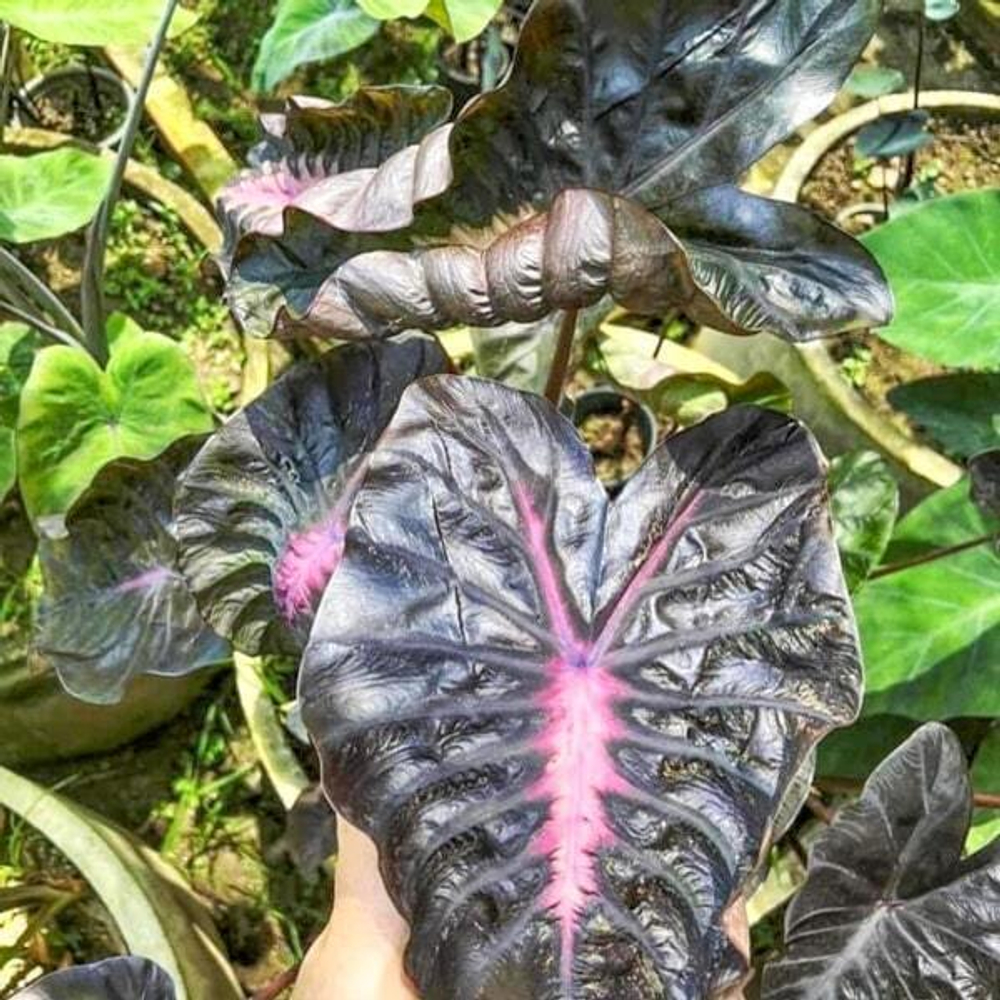 Колоказия PINKY HEART