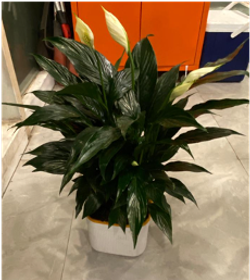 Спатифиллум Light Luxury Crown