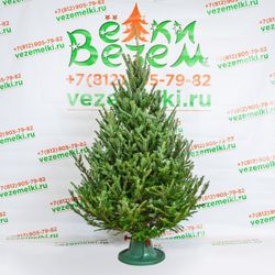 Пихта Фразера