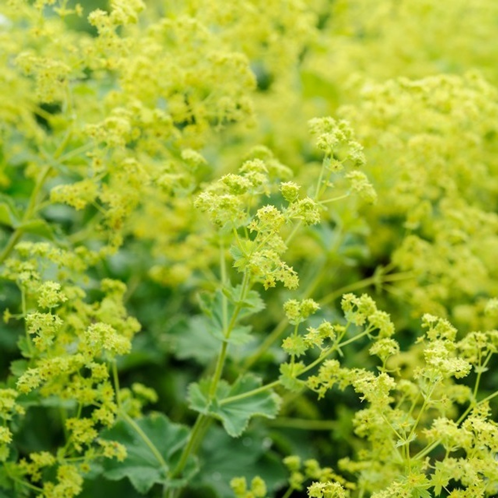 Манжетка мягкая "Robustica". Alchemilla mollis "Robustica".