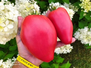 Рабочий выпуск пасты (Work release paste) сорт томата