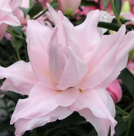 Лилия Амистад луковица март 2026