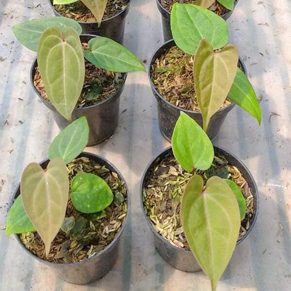 Антуриум PAPILLILAMINUM RED STEM x WAROCQUEANUM