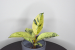 Фикус Шривериана / Ficus Schrijveriana
