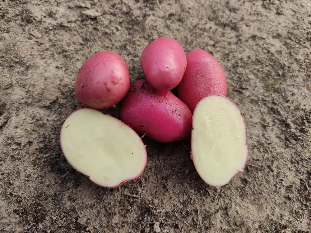 Картофель семенной 1 кг Аляска Закупка М56