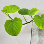 Филодендрон FIBRAECATAPHYLLUM