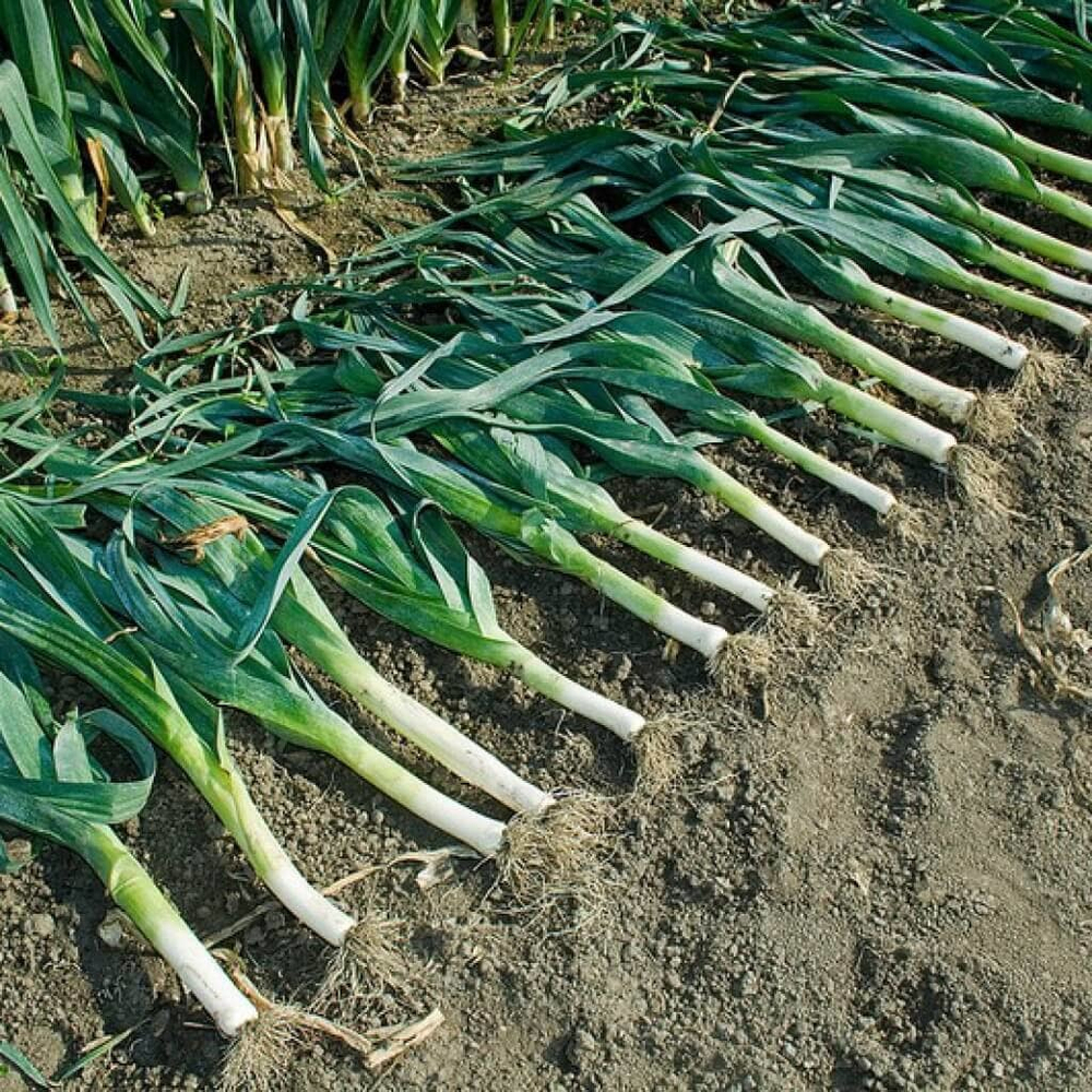 Cемена лука порей Коламбус, Bejo, 0,5 гр.