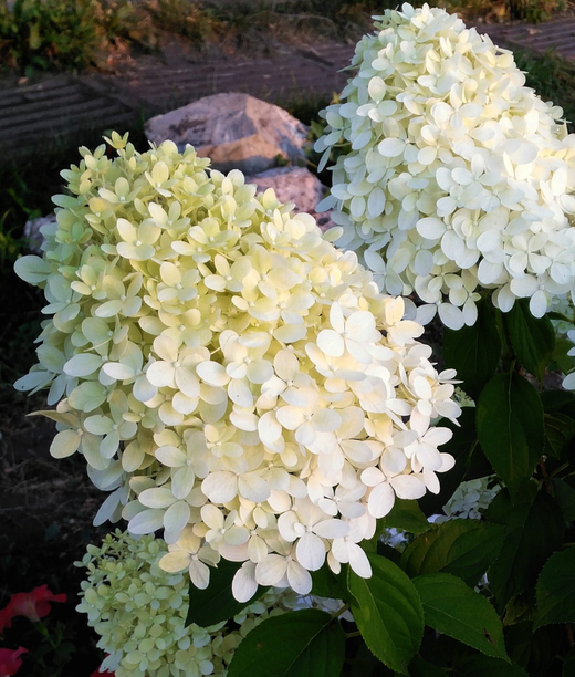 Гортензия метельчатая Шугар Раш Р9 Закупка М59 апрель 2026