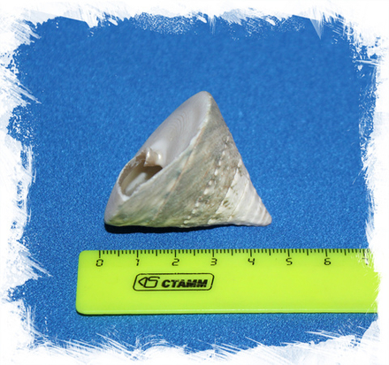 Тектус Пирамис до 6 см.