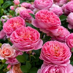 Боскобель (Boscobel)