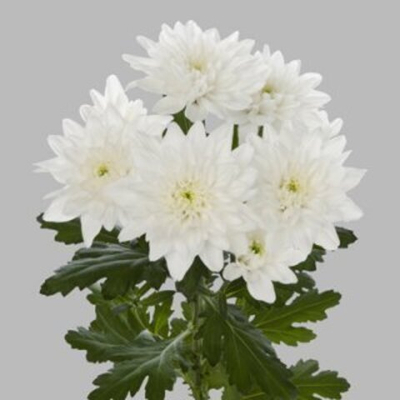 Хризантема Балтика