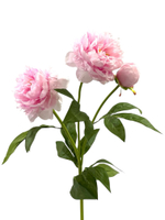 Пион розовый