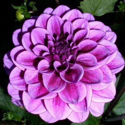 Георгин Блю Белл (1 шт)