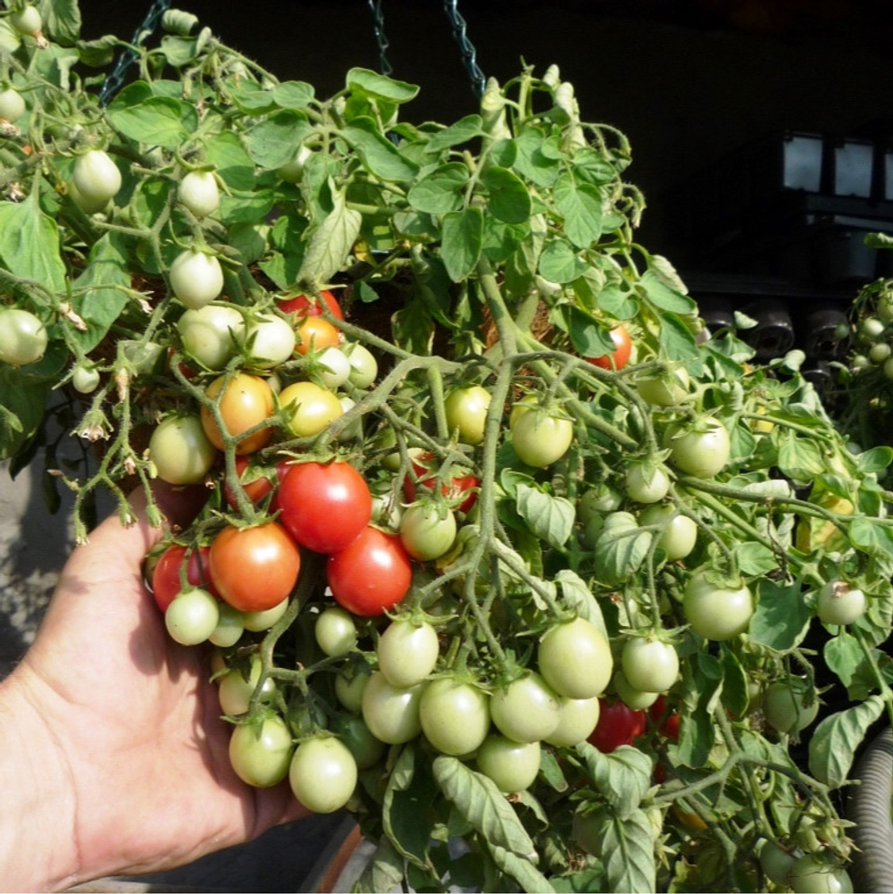Помидоры для подвесных корзин, ампельные — Garden Pearl