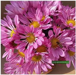 Зимостойкая хризантема Тролль розовый 🌻 ☘ з.64    (отгрузка  Сентябрь)