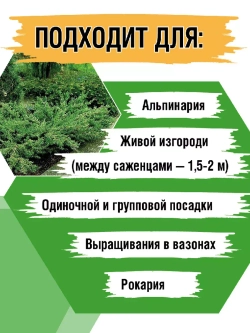 Можжевельник Репанда саженцы хвойных деревьев