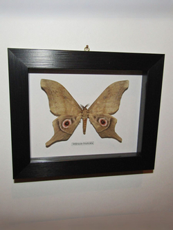 Бабочка Imbrasia truncata в рамке