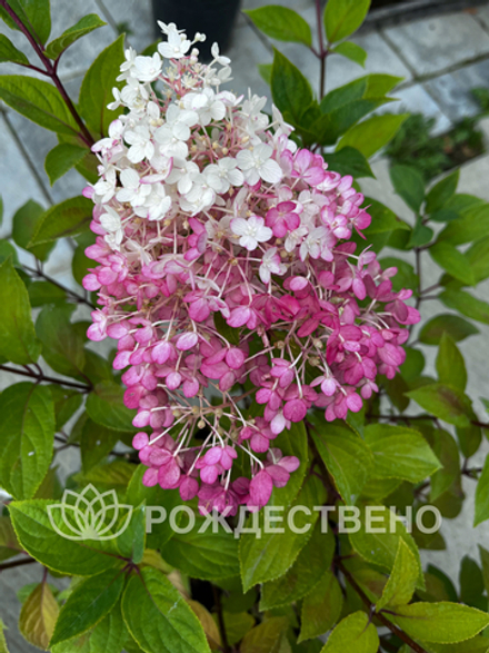Гортензия метельчатая Строберри Блоссом