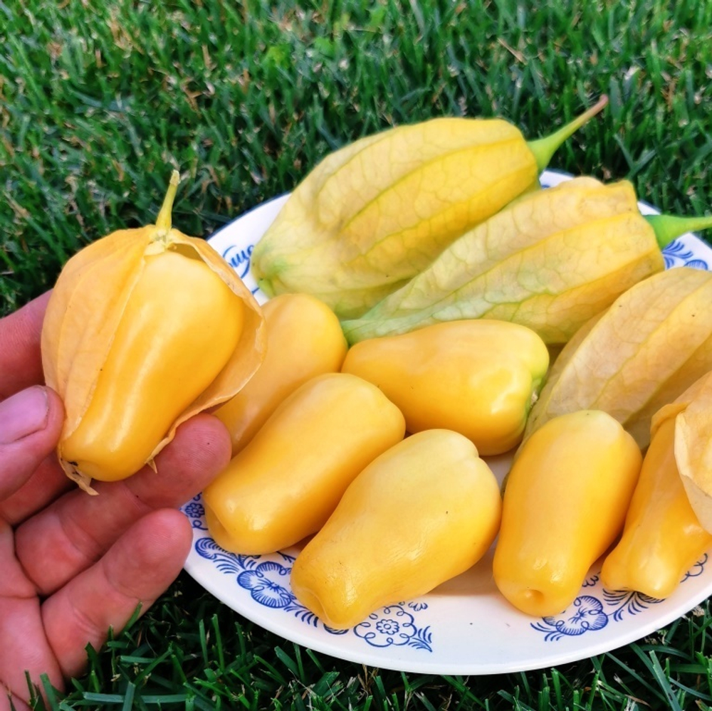 ФИЗАЛИС КОРОЛЕВА МАЛИНАЛЬКО Queen of Malinalco Tomatillos