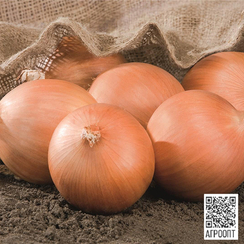 Роухайд F1 семена лука репчатого (Bejo / Бейо)