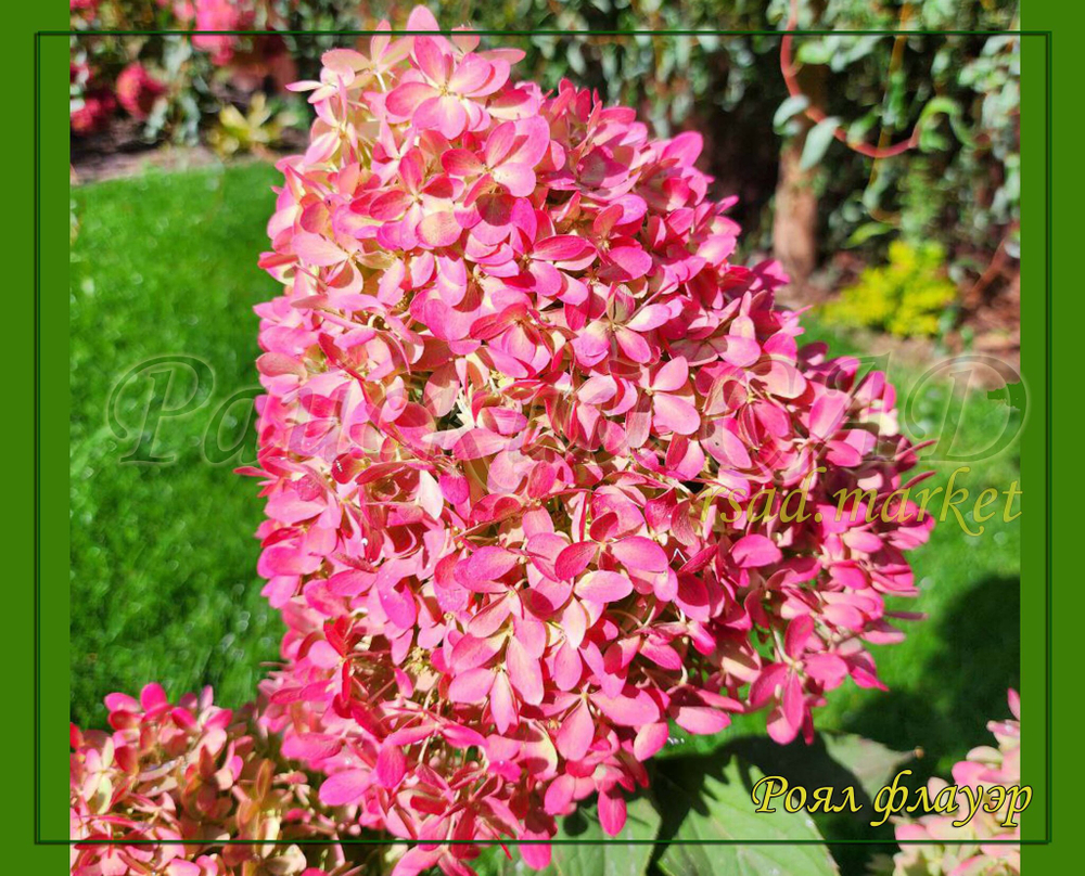 Гортензия метельчатая Роял Флауэр- королевский цветок (Hydrangea paniculata `Royal Flower`)