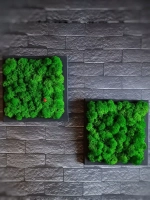 Квадратное панно на стену 20*20 из мха набор 2 шт.