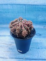 Gymnocalycium T-Rex Pink hybrid (Гимнокалициум)