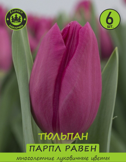 Тюльпан Луковица, Парпл Равен, 6шт