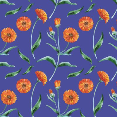 Календула на голубом фоне