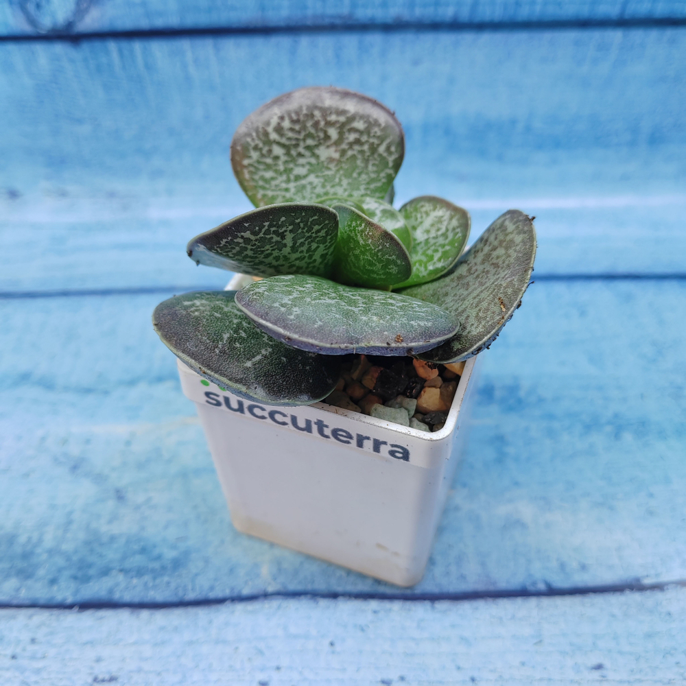 Adromischus Maculatus (Адромискус)