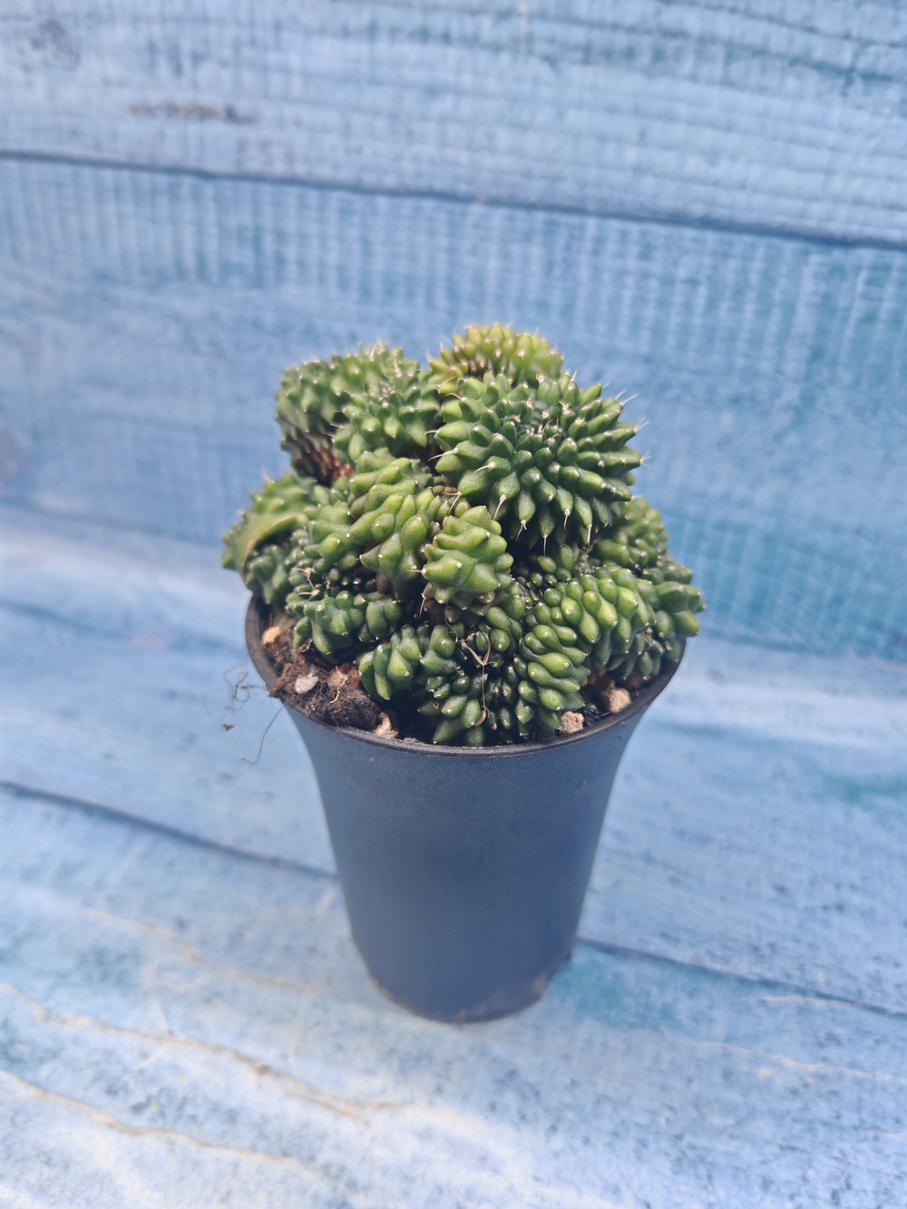 Gymnocalycium Spineless Crested form (Гимнокалициум Кристатный)