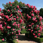 Роза плетистая Rosarium Uetersen