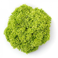 Лимейра семена салата листового (Rijk Zwaan / Райк Цваан)