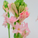 тубероза Сенсейшн (Polianthes tuberosa Chia Nong Sensation) — пора высаживать