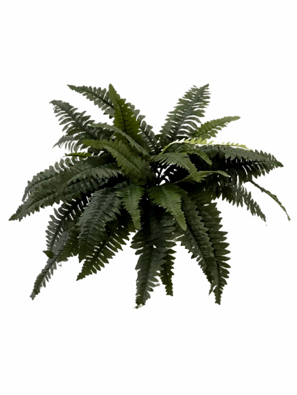 Папоротник Бостон диаметр 65 см