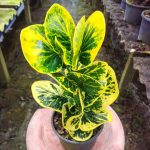 Кротон TUANG THONG