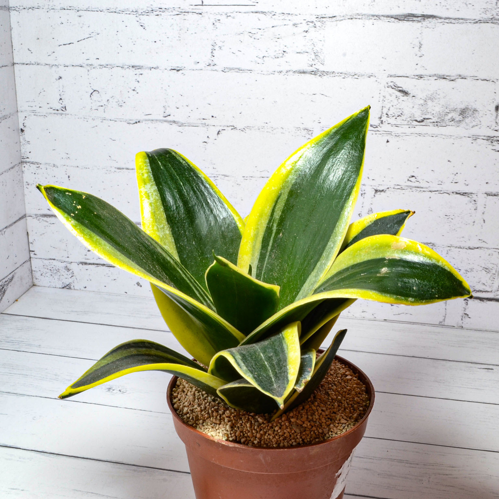 Sansevieria Hahnii Jade Marginata (Сансевиерия)