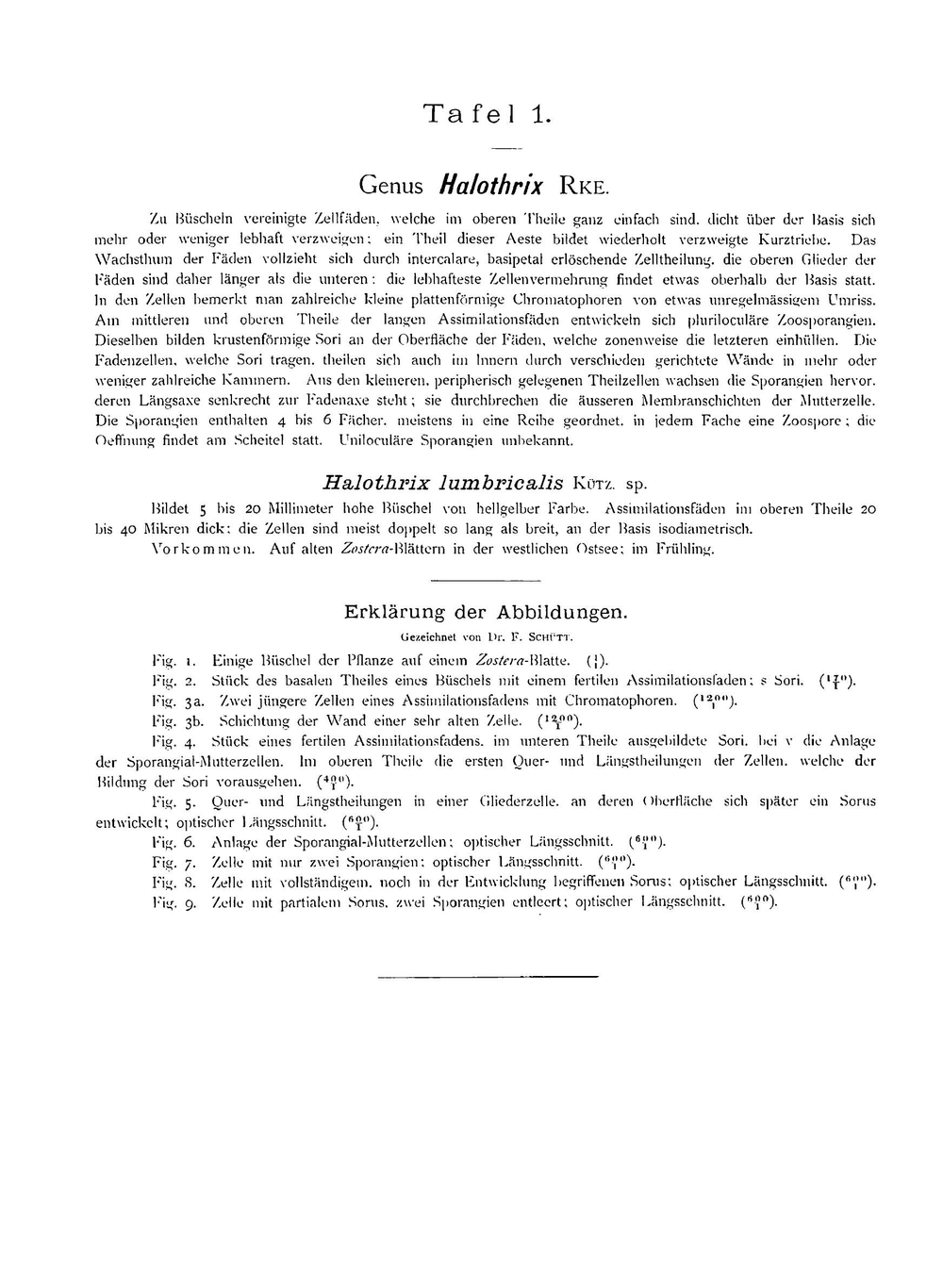 Atlas deutscher Meeresalgen | J. Reinke