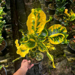 Кротон SOI PAITOON