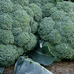 Батори F1 семена капусты брокколи (Syngenta / Сингента)