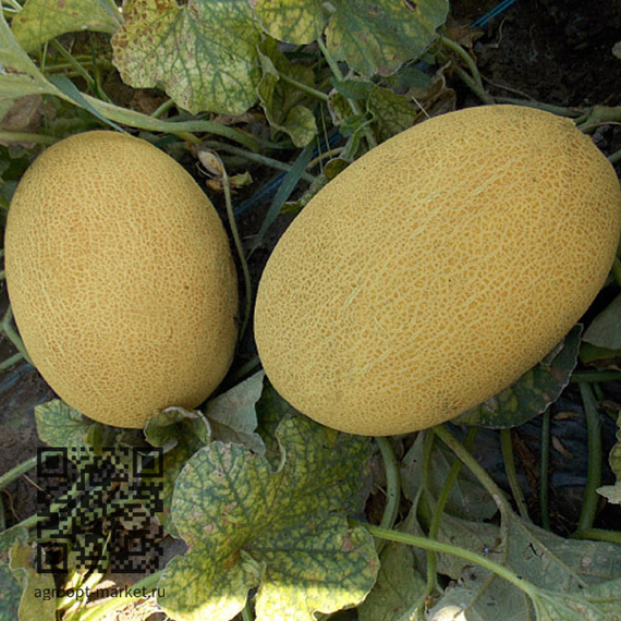 ДАКАРО_F1_семена_дыни_Enza_Zaden_культура – фото 3